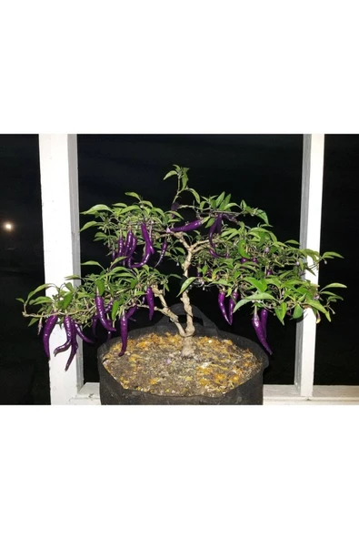 Muka Botanik 20 Adet Buena Mulata Purple Hot Biber Tohumu ürün görseli