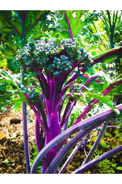 Muka Botanik 20 Adet Purple Peacock Brokoli Tohumu - Resim 4