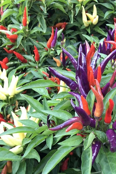 Muka Botanik Renkli Acı Süs Biberi Tohumu 20 Adet Tohum - Resim 4