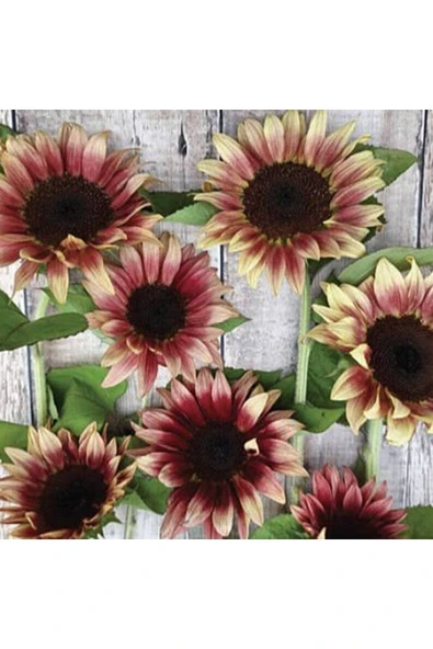 Muka Botanik 10 Adet Procut Plum Sunflower Tohumu - Resim 2