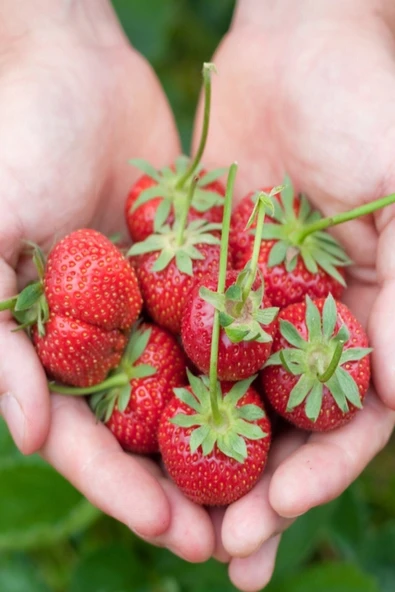 Muka Botanik Ithal Sırık Çilek Tohumu / 40 Adet Sarmaşık Çilek Tohumu - Resim 4