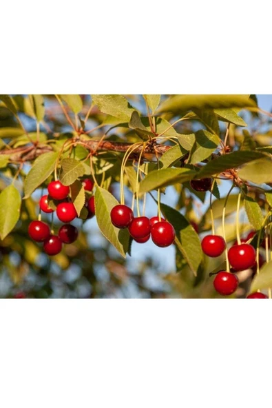 Muka Botanik 5 Adet Organik Montmorency Cherry (kiraz) Ağacı Tohumu - Resim 2