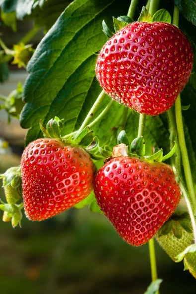 Muka Botanik Ithal Sırık Çilek Tohumu / 40 Adet Sarmaşık Çilek Tohumu - Resim 3