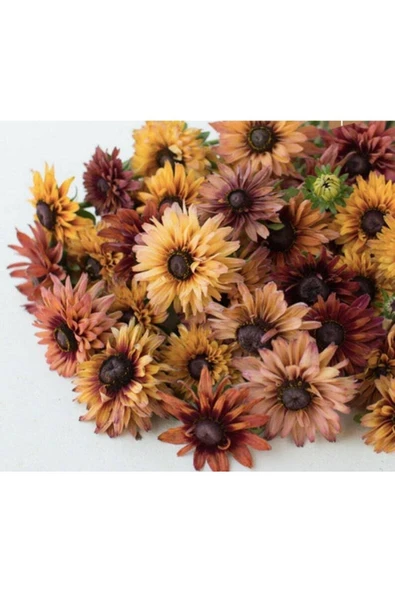 Muka Botanik 10 Adet Sahara Rubeckia Mix Tohumu - Resim 5