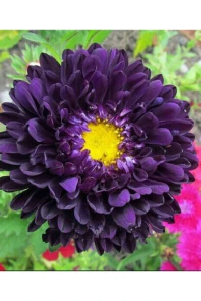 Muka Botanik 10 Adet Aster Valkyrija Purple Yellow Tohumu ürün görseli