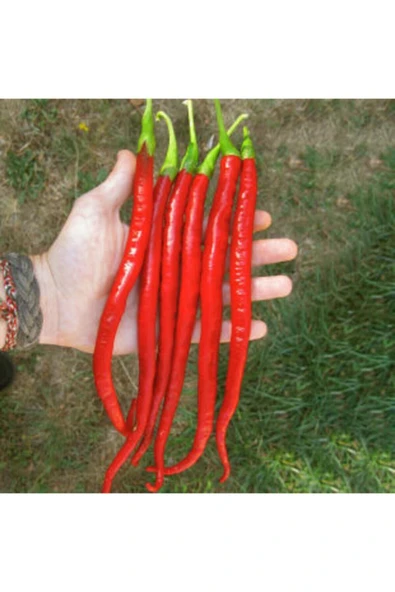 Muka Botanik Uzun Kırmızı Acı Biber Tohumu Ekim Seti - Resim 3