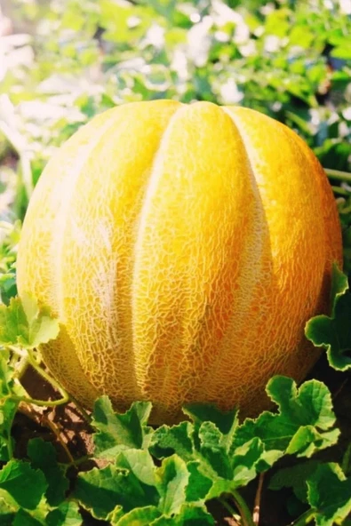 Muka Botanik On Dilim Çorum Kavunu Tohumu / 10+ Adet Tohum ürün görseli