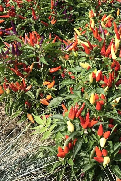 Muka Botanik Renkli Acı Süs Biberi Tohumu 20 Adet Tohum - Resim 3