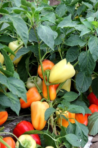 Muka Botanik Renkli California Biberi Tohumu /eko Paket 50 + Adet - Resim 4