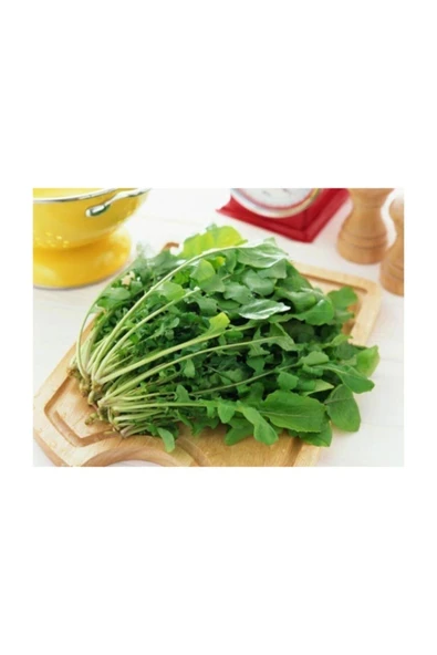 Muka Botanik Dantel Kenarlı Italyan Roka 1000+ Tohum ürün görseli