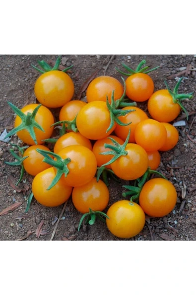 Muka Botanik 20 Adet Golden Cherry Domates Tohumu ürün görseli