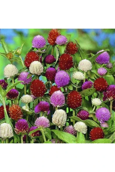 Muka Botanik 10 Adet Hanım Düğmesi Çiçeği Tohumu ürün görseli