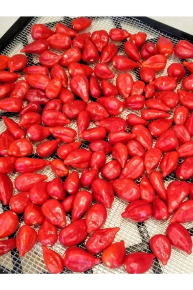 Muka Botanik 20 Adet Inca Red Drop Biber Tohumu - Resim 2