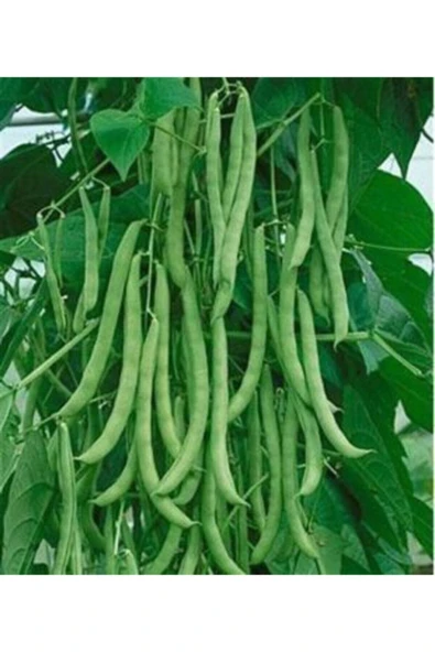 Muka Botanik Sırık Alman Ayşe Kadın Fasulye Tohumu Ekim Seti - Resim 2