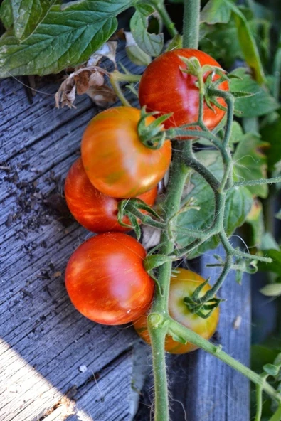 Muka Botanik Bursa Yayla Domatesi Tohumu / 5+ Adet Tohum - Resim 4