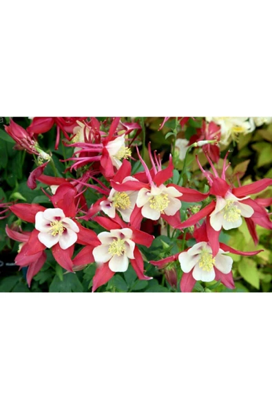 Muka Botanik 10 Adet Yer Küpelisi Çiçeği Tohumu (aquilegia Viridiflora) - Resim 2