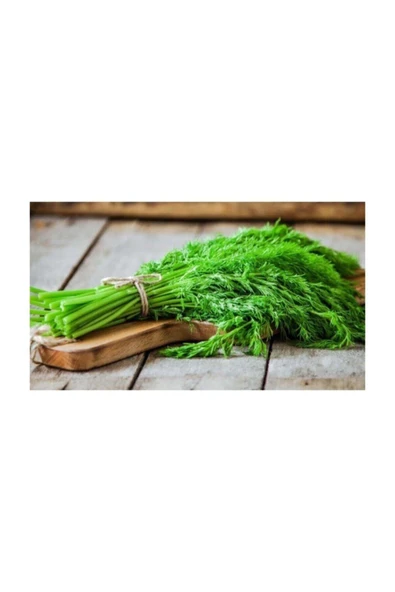 Muka Botanik Agrobazaar Dereotu Tohumu 500 Tohum+saksı+toprak Seti - Resim 2