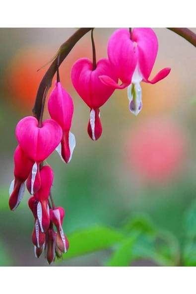 Muka Botanik 5 Adet Pink Bleeding Heart Tohumu ürün görseli