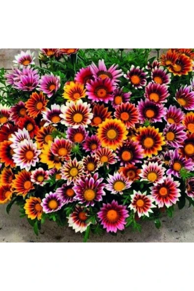 Muka Botanik 10 Adet Bodur Koyun Gözü Çiçeği Tohumu Kokulu ürün görseli