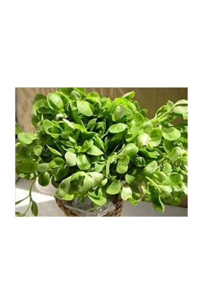 Muka Botanik 3000+ Semiz Otu Tohumu ürün görseli