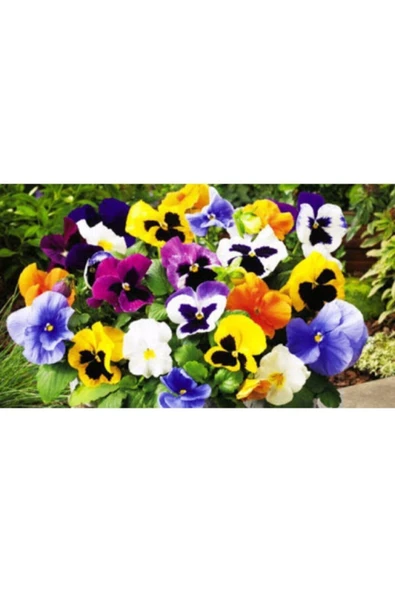 Muka Botanik 10 Adet Karışık Renkli Menekşe Çiçeği Tohumu ürün görseli