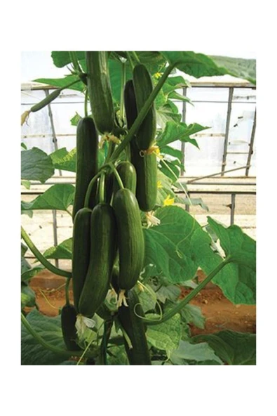 Muka Botanik Eko Paket 100 Adet Tohum Ithal Erkenci Sırık Salatalık Tohumu - Resim 2