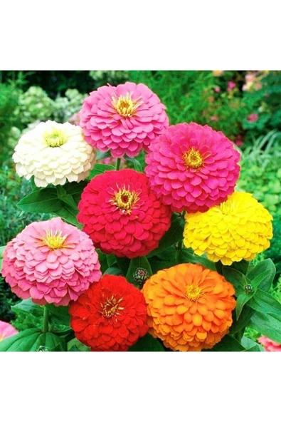 Muka Botanik 10 Adet Karışık Renkli Zinnia Çiçeği Tohumu ürün görseli