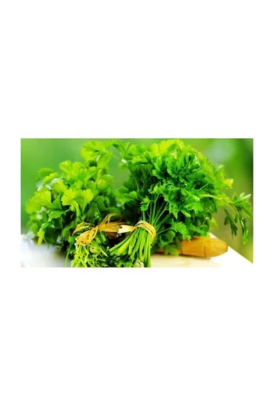 Muka Botanik Agrobazaar Iri Yapraklı Maydanoz 1000+ Adet Tohum ürün görseli