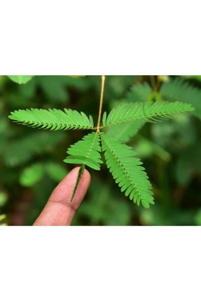 Muka Botanik 5 Adet Mimosa Pudica Sensitive Tohumu - Resim 2