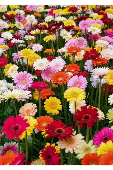 Muka Botanik Karışık Renkli Gerbera Çiçeği Tohumu ürün görseli