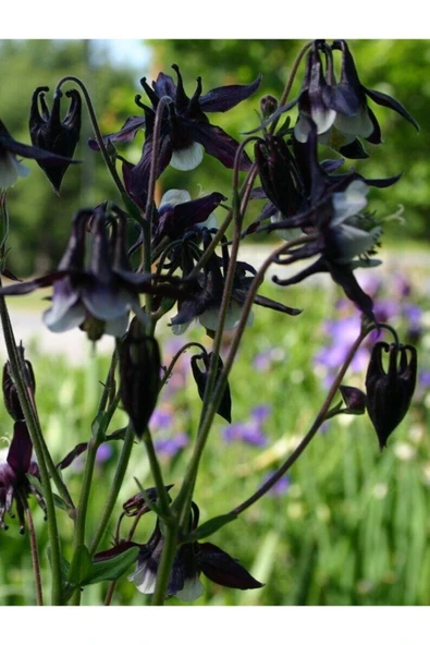 Muka Botanik 5 Adet Deep Purple Columbine, William Guinness Tohumu - Resim 2