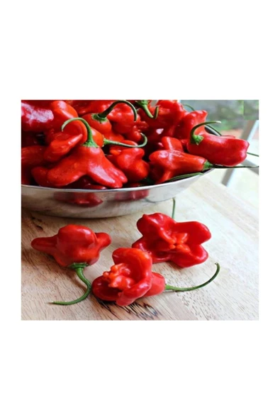 Muka Botanik Süper Paket 250 Adet Tohum Ithal Nadir Gül Biberi Tohumu Bishops Tacı - Resim 2