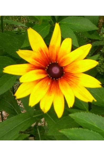 Muka Botanik 20 Adet Indian Summer Glorıosa Daısy Tohumu - Resim 6