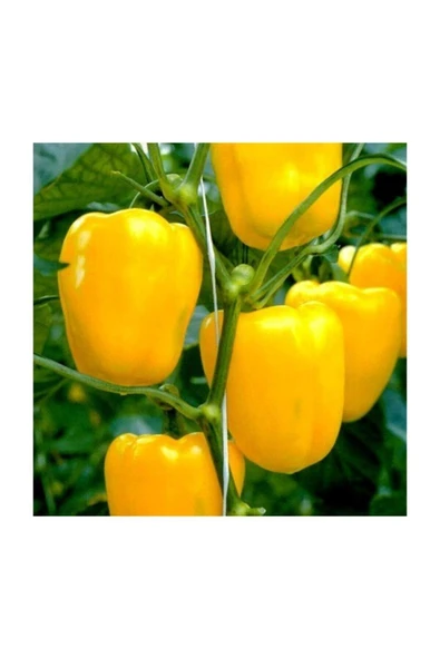 Muka Botanik Ithal Nadir Dev Sarı Dolmalık Biber Tohumu 20 Adet Tohum - Resim 3