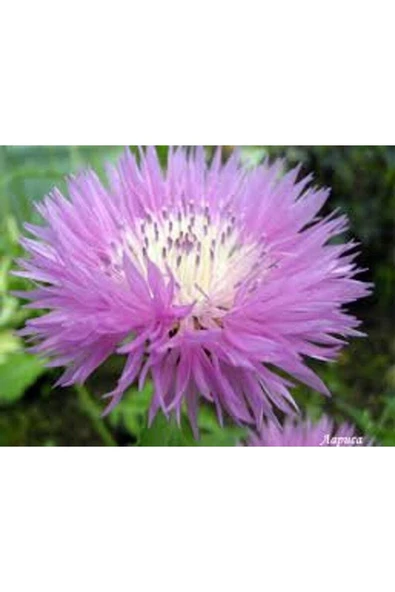 Muka Botanik 10 Adet Natural Centaurea Royal Pink Tohumu - Resim 3