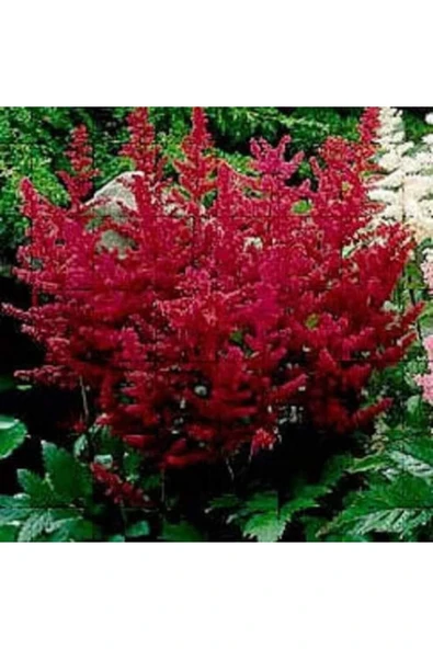 Muka Botanik 30 Adet Mıxed Colors Astılbe Bunter Tohumu - Resim 4