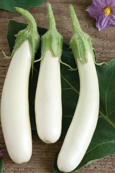 Muka Botanik Organik Beyaz Patlıcan Tohumu / 5+ Adet Tohum - Resim 5