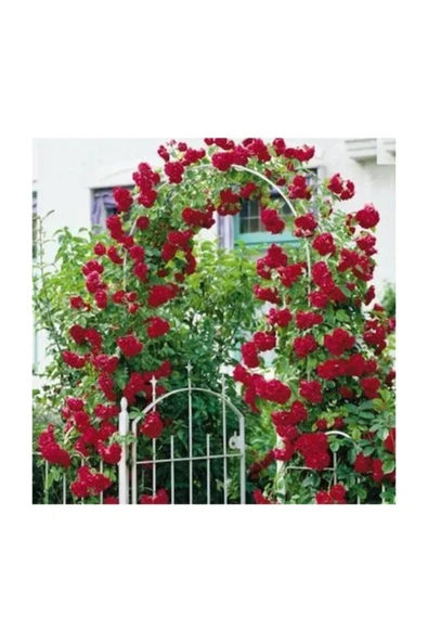 Muka Botanik Ithal Nadir Kırmızı Sarmaşık Gül Tohumu 5 Adet - Resim 2