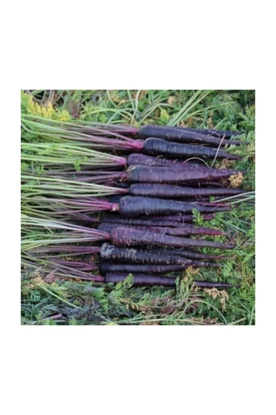 Muka Botanik Nadir Ithal Mor Havuç Tohumu 100 Adet Tohum Şalgam Havucu - Resim 2