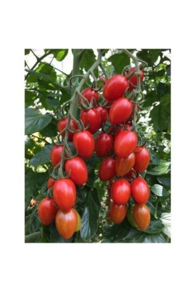 Muka Botanik Saksılık Zeytin Domates Tohumu Ekim Seti - Resim 3