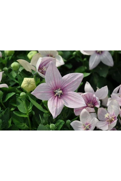 Muka Botanik 5 Adet Josam Pink Platycodon Tohumu - Resim 6