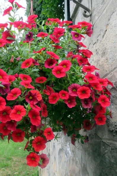 Muka Botanik Kırmızı Petunya Çiçeği / 20 Adet Petunya Tohumu - Resim 5