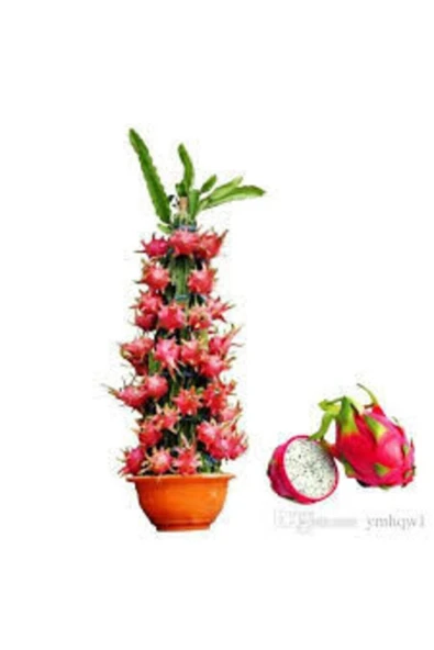 Muka Botanik Tropikal Saksılık Ejderha Meyvesi Tohumu Ekim Seti - Resim 3