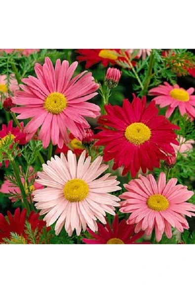Muka Botanik 20 Adet Mixed Colors Robınsons Paınted Daısy Tohumu ürün görseli