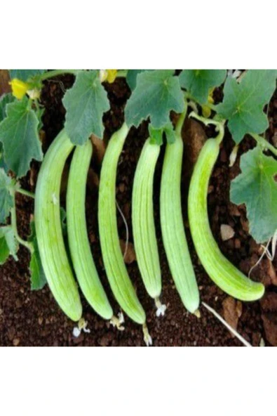 Muka Botanik Meşhur Turşuluk Acur Tohumu 20 Tohum - Resim 4