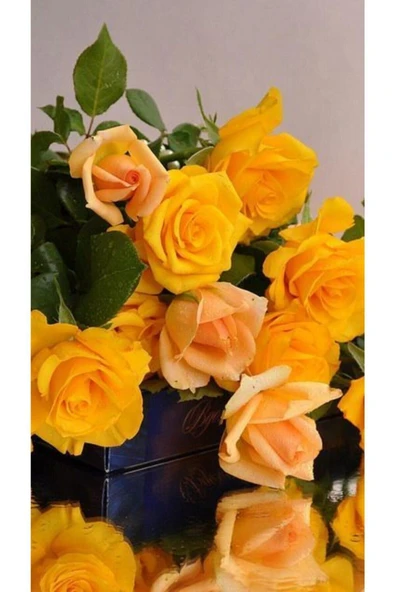 Muka Botanik 10 Adet Sarı Renkli Gül Çiçeği Tohumu ürün görseli