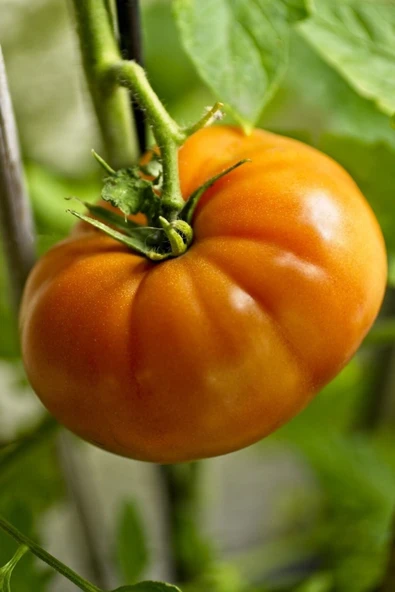 Muka Botanik Hybrite Turuncu Domates Tohumu / 5+ Adet Tohum - Resim 3