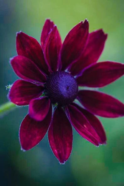 Muka Botanik 10 Adet Red Black Eyed Susan Tohumu - Resim 5