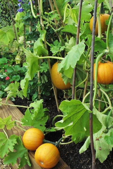 Muka Botanik Nadir Mini Bal Kabağı Tohumu / 5 Adet Tohum - 5