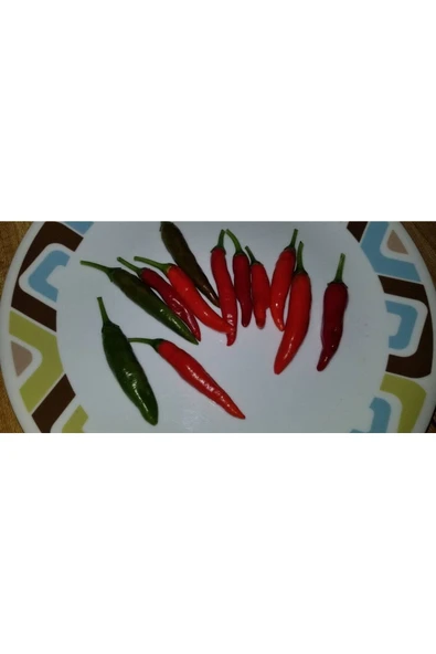 Muka Botanik 20 Adet Chile De Espelette Biber Tohumu - Resim 2